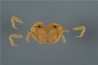 藏品(平背蜞)的圖片